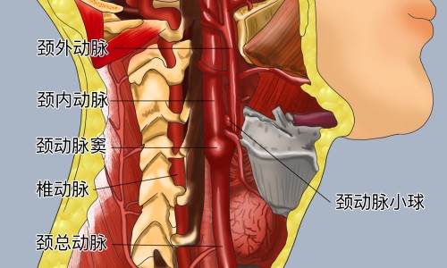 紫苏根的功效和用法-紫苏根的功效作用网 - 紫苏根的正确吃法,紫苏根功效与作用